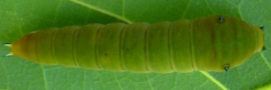 Final Larvae Top of Pale Triangle - Graphium eurypylus lycaon